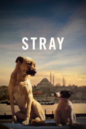 Stray izle (2021)