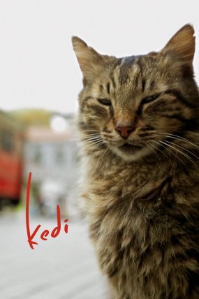 Kedi izle (2017)